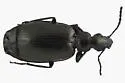 Lebia moesta - photo 4
