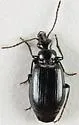 Lebia moesta - photo 5