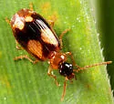 Lebia ornata - Lebia ornata