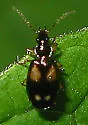 Lebia ornata - photo 2