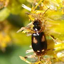 Lebia ornata - photo 3