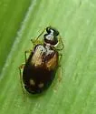 Lebia ornata - photo 4