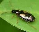 Lebia ornata - photo 5