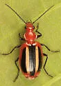 Lebia pectita - photo 2