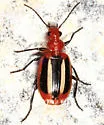 Lebia pectita - photo 3
