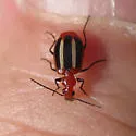 Lebia pectita - photo 4