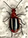 Lebia pectita - photo 5