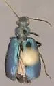 Lebia perita - photo 2
