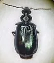 Lebia perita - photo 3