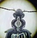 Lebia perita - photo 4