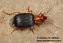 Lebia pimalis - Lebia pimalis