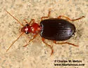 Lebia pimalis - photo 2
