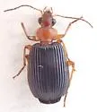 Lebia pimalis - photo 3
