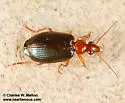 Lebia pimalis - photo 4
