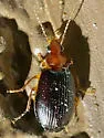 Lebia pimalis - photo 5