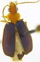 Lebia pleuritica - Lebia pleuritica