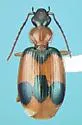 Lebia pulchella - photo 2