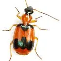 Lebia pulchella - photo 3