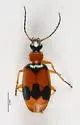 Lebia pulchella - photo 4