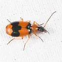 Lebia pulchella - photo 5