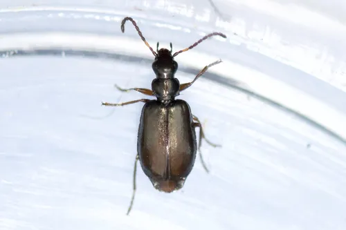 Lebia pumila - photo 2