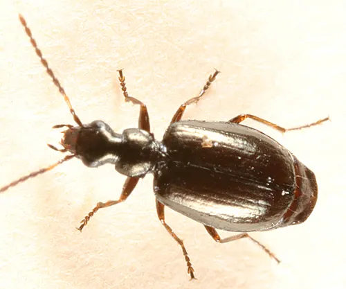 Lebia pumila - photo 3