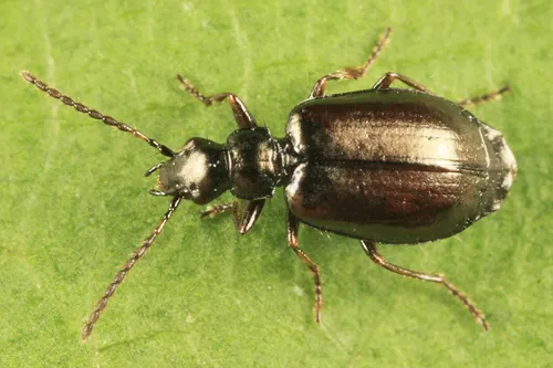 Lebia pumila - photo 4