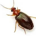 Lebia rufopleura