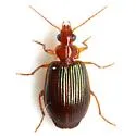 Lebia rufopleura - photo 2