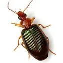 Lebia rufopleura - photo 3