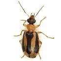 Lebia rugatifrons