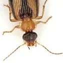 Lebia rugatifrons - photo 2