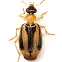 Lebia rugatifrons - photo 3