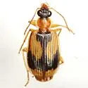 Lebia scalpta - photo 2