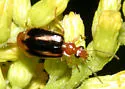 Lebia solea - Lebia solea