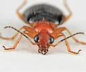 Lebia solea - photo 2