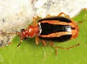 Lebia solea - photo 3