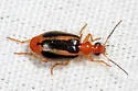 Lebia solea - photo 4