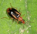 Lebia solea - photo 5