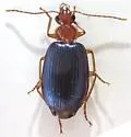 Lebia subdola - photo 2