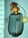 Lebia subdola - photo 3