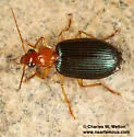 Lebia subgrandis - photo 2