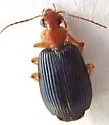 Lebia subgrandis - photo 3