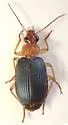 Lebia subgrandis - photo 4