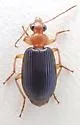 Lebia subgrandis - photo 5