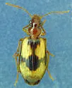 Lebia subrugosa - photo 2