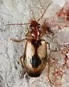 Lebia subrugosa - photo 3