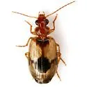 Lebia subrugosa - photo 4