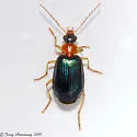 Lebia tricolor - Lebia tricolor