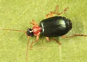 Lebia tricolor - photo 2